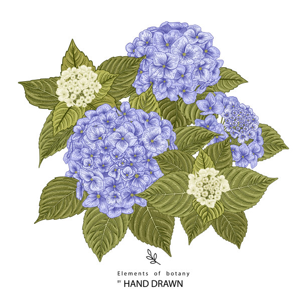 花卉装饰素描集。白色和蓝色绣球花画。复古线条艺术孤立在白色背景上。手绘植物图。元素的向量。图片下载