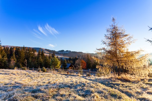 神奇的秋天的风景。白天，阳光穿过针叶林的树木照射进来。喀尔巴阡山脉。乌克兰图片下载