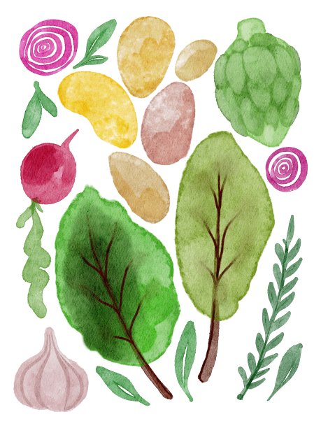 水彩手绘蔬菜套。土豆，洋葱，大蒜，生菜，卷心菜，萝卜，绿色蔬菜。用于横幅，请柬，丰收节卡片，横幅，园艺日模板，农民商店图片下载