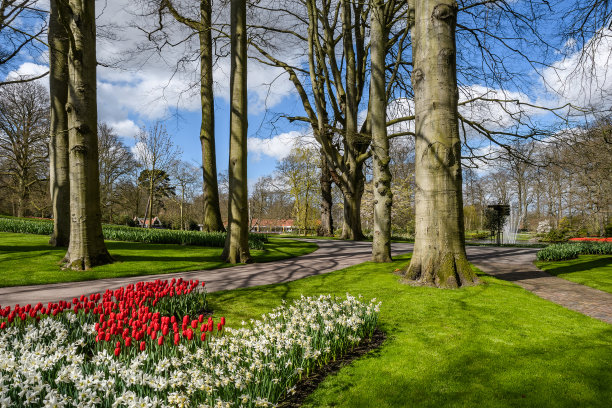 美丽的荷兰郁金香在春天盛开图片下载