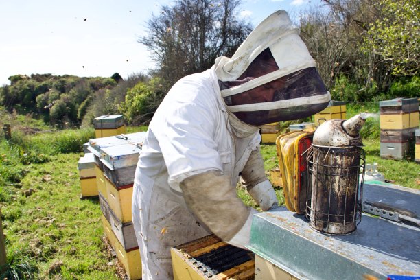 养蜂人春季清理蜂箱图片下载