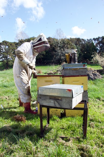 养蜂人春季清理蜂箱图片下载