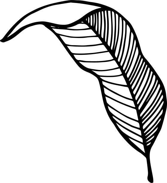 单手绘制的热带香蕉叶子。在涂鸦风格，黑色的轮廓孤立在白色的背景。矢量插图。图片下载