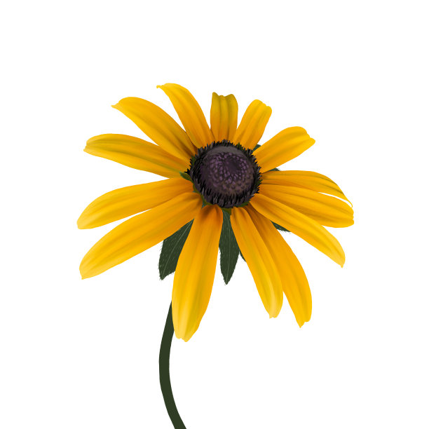 黄黄雏菊花。图片下载