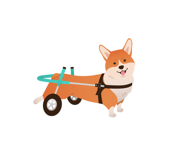 轮椅上的狗。残疾宠物柯基在白色的背景。受伤的动物矢量图片下载