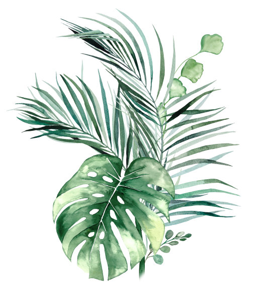 水彩热带叶花束插图图片下载