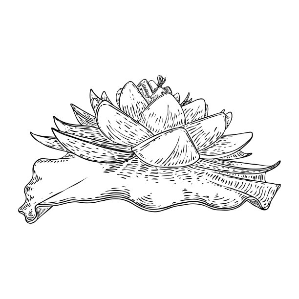 荷花和叶。睡莲花植物学素描。印度宗教中纯洁和启蒙的象征。黑白花，手工画孤立的水塘百合花。向量。图片下载