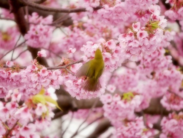 绿色的鸟在柔软的粉红色樱花图片下载