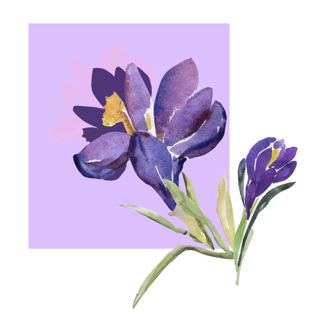 春天的花朵图片下载