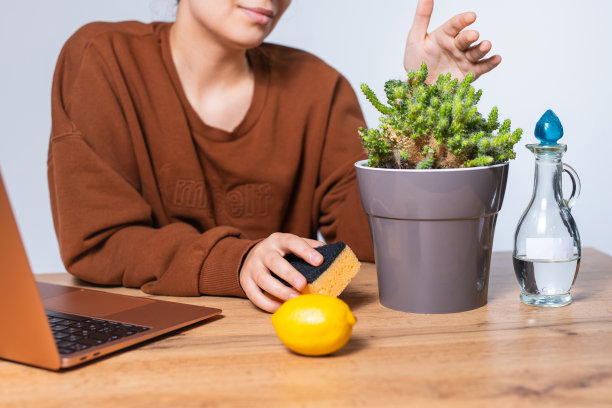 家庭和办公室的自然疗法。一个女人擦桌子的裁剪照片。桌上放着醋、柠檬和多汁的绿色仙人掌。白色背景。图片下载
