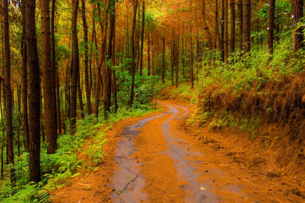美丽和戏剧性的热带森林地区难忘和浪漫的自然风景照片。图片下载