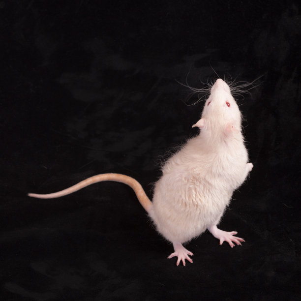 好奇的白化小白鼠图片下载