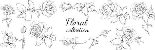 将黑玫瑰和白玫瑰分开放置在白色上图片下载