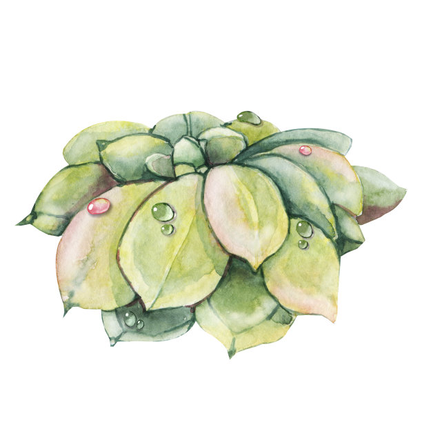 粉红色多肉植物，绿色仙人掌，热带植物有露珠。手绘水彩插图孤立的白色背景特写。图片下载