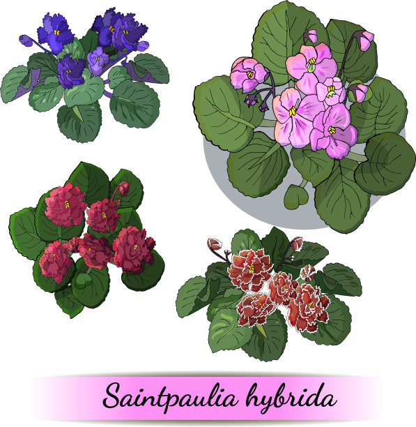 集开花非洲紫罗兰与花图片下载