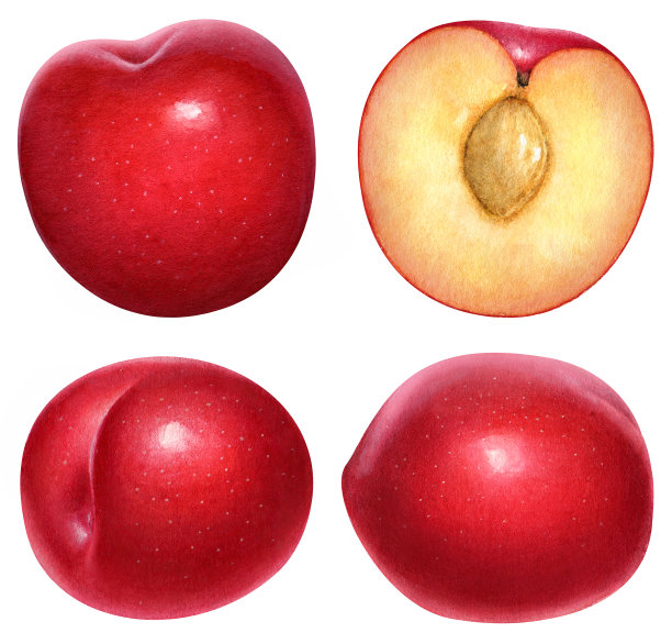 水彩红李子图片下载