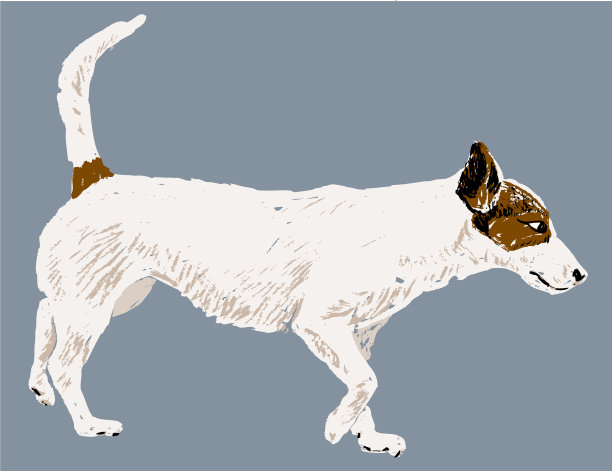 一只正在散步的白色小猎犬图片下载