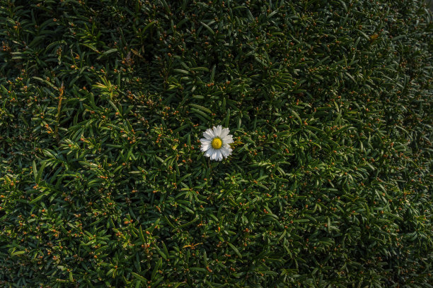 小菊花的花。图片下载