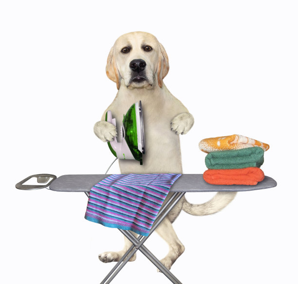 狗拉布拉多犬在船上熨烫图片下载