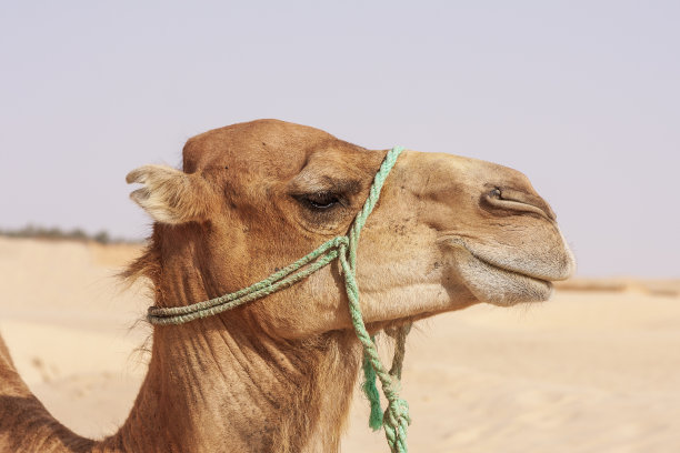 突尼斯，骆驼在沙漠的沙滩上休息图片下载