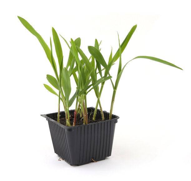 在白色背景下分离的容器中的绿色甜玉米芽。图片下载