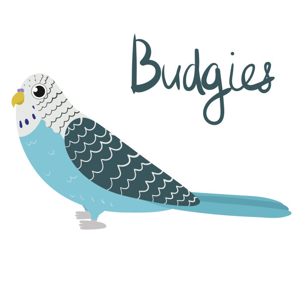 鹦鹉虎皮鹦鹉卡通风格的白色背景。矢量手绘插图。鹦鹉长尾小鹦鹉。图片下载