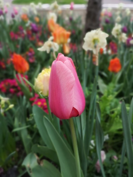 郁金香图片下载