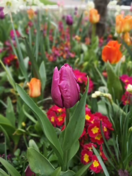 郁金香图片下载