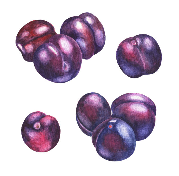 李子。水彩(5)图片下载