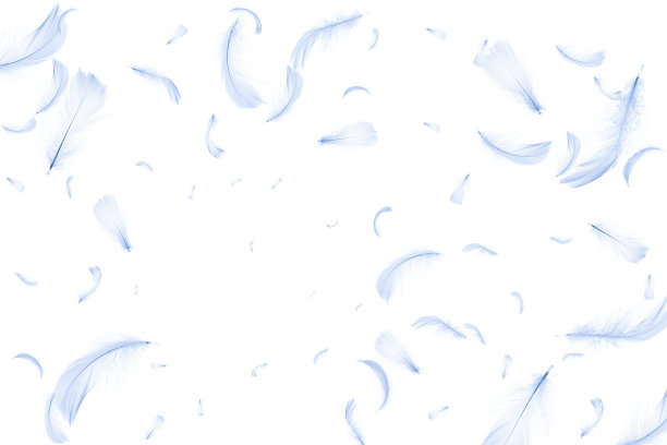 羽毛下降。自然抽象鸟类羽毛纹理特写落在白色背景图案墙纸。迷人的复杂的空气艺术形象孤立在白色。图片下载