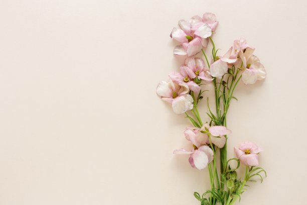 粉红色的花毛茛框架上的米色背景俯视图。副本的空间。花卡。花模型背景。图片下载