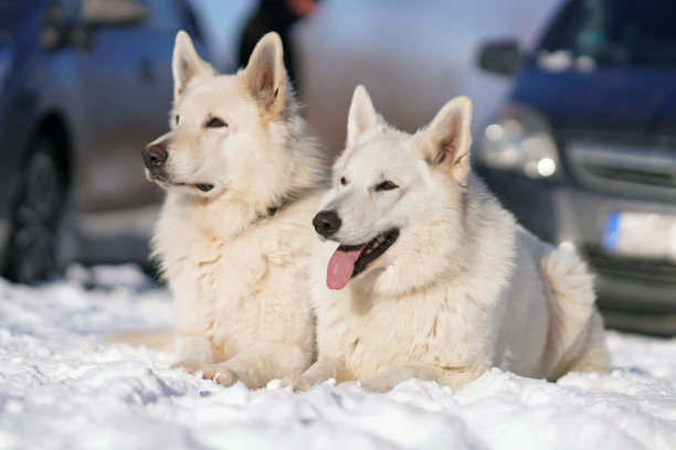 两只可爱的长毛瑞士牧羊犬躺在雪地上图片下载