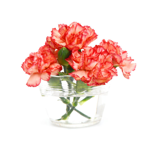 叠康乃馨花在白色的背景上图片下载