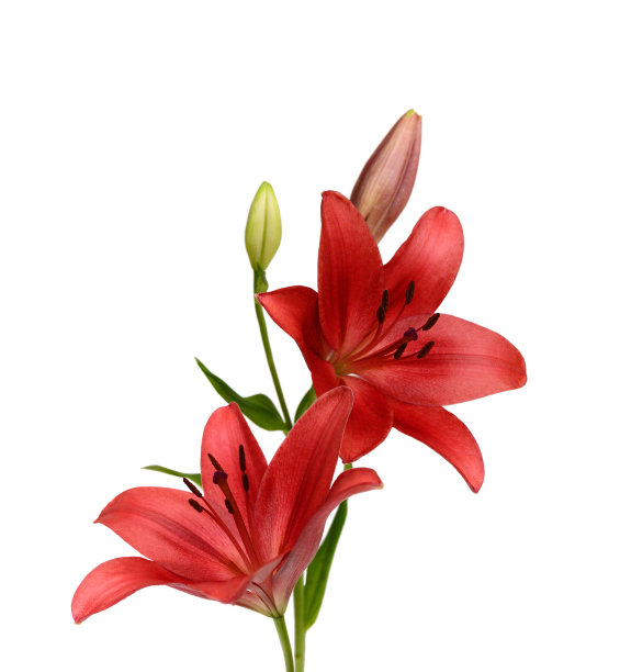 美丽的百合花孤立在白色上图片下载