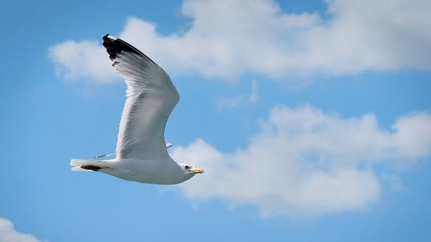 海鸥飞过博斯普鲁斯海峡图片下载