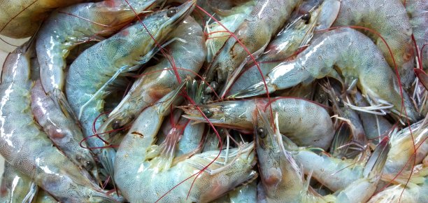 淡水虾图片下载