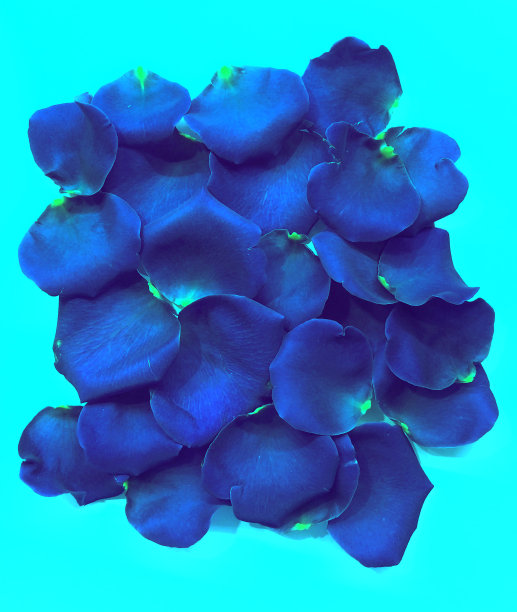 蓝色的玫瑰花瓣图片下载