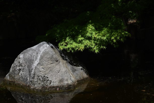 日本一个自然公园的翠绿景色。图片下载