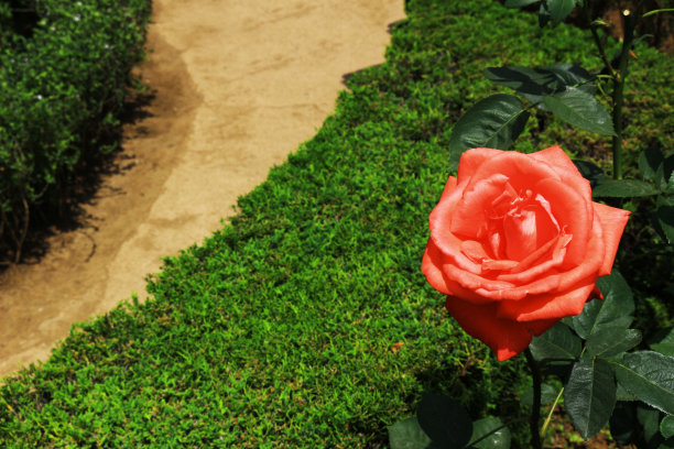 花园里盛开着美丽的玫瑰图片下载