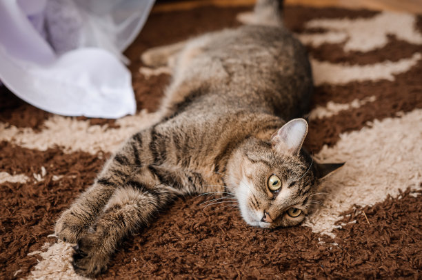 那只猫躺在地板上的棕色地毯上图片下载