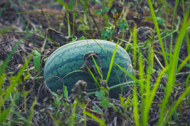 农村农业园有机西瓜图片下载