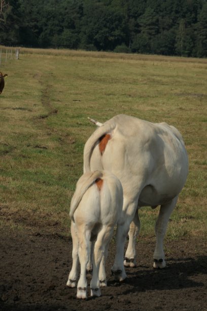 从后面看，一头白色的母牛和她的小牛站在一起。图片下载