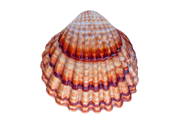 海贝壳孤立在白色的背景上。图片下载