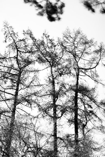 树木的剪影，黑色和白色的自然景观图片下载