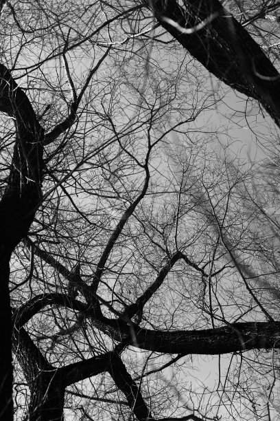 树木的剪影，黑色和白色的自然景观图片下载