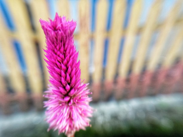 Boroco (Celosia argentea)是一种原产于热带的草本植物图片下载