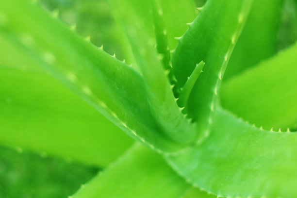 近距离观察生长在花园里的芦荟植物。图片下载