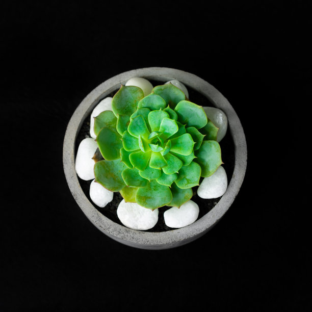 仙人掌植物在一个圆形的水泥盆，盆栽微型仙人掌与白色的岩石，客厅装饰极简的概念，方形俯视照片。图片下载