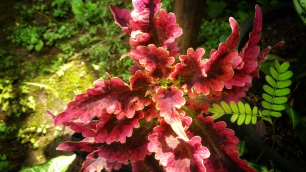 花园里的红色彩叶图片下载