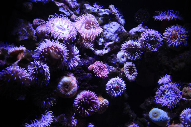 珊瑚礁上的紫罗兰和蓝色海葵图片下载